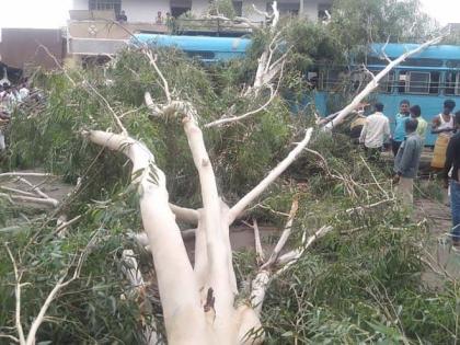 Pedestrian death due to tree collapse | झाड कोसळून पादचारीचा मृत्यू