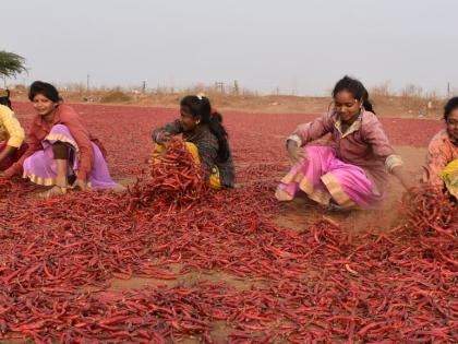 Two lakh quintals of chilli should be received after two years | दोन वर्षानंतर पावणे दोन लाख क्विंटल मिरची आवक Two lakh quintals of chilli should be received after two years | दोन वर्षानंतर पावणे दोन लाख क्विंटल मिरची आवक