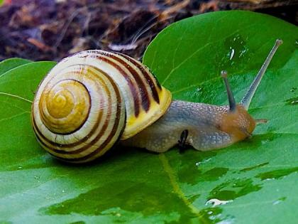 A rich world of snails in Satpuda | सातपुड्यात गोगलगायींचे समद्ध विश्व