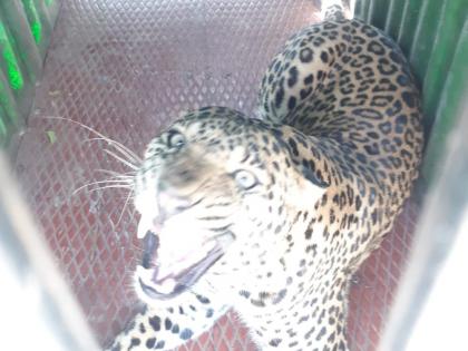 Third leopard in Tamaswadi | तामसवाडीत तिसरा बिबट्या जेरबंद