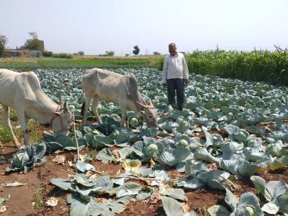  Animals left in vegetable crops | भाजीपाला पिकात सोडली जनावरे