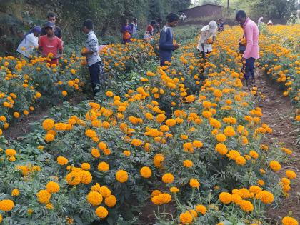 Marigold flowers in Peth taluka | पेठ तालुक्यात झेंडू फुलांची तोडणी