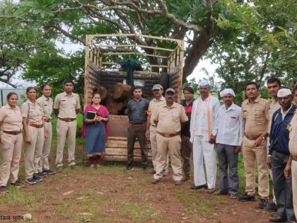 Well stopped smuggling of timber! | खैर लाकडांची चोरटी तस्करी रोखली !