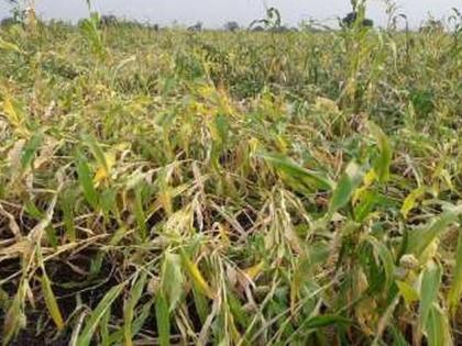  In Dhule district, the process of filing crop insurance application for compensation has been slow | धुळे जिल्ह्यात नुकसान भरपाईसाठी पीक विमा अर्ज भरण्याची कार्यवाही संथगतीने