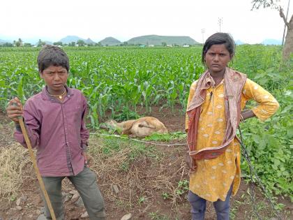 Sheep and two children were shocked by a broken wire | तुटलेल्या वीजवाहक तारेतून मेंढी, दोन मुलांना लागला शॉक