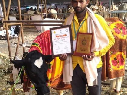 Parbhani: Five prizes in Parbhani in animal husbandry | परभणी : पशुप्रदर्शनात परभणीला पाच पारितोषिके