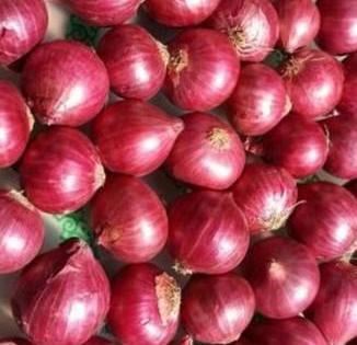 Shortage,of, onion, seeds, in, the, district; Rates, increased | जिल्ह्यात कांदा बियाण्याचा तुटवडा; दर वाढले