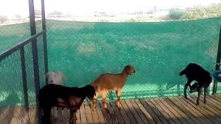 Five goats stolen in Brahmanga Nagar | ब्राह्मणगाव येथे पाच शेळ्या चोरीस