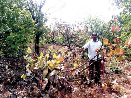 Sindhudurg: Busting of grasses in the Banda-Sattamwadi area | सिंधुदुर्ग : बांदा-सटमटवाडी परिसरात गव्यांचा उच्छाद