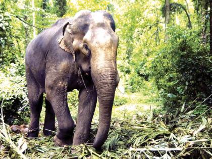  Information about Chavan, the resident of 9 Bunty elephants in Kolhapur, Sindhudurg | सिंधुदुर्गसह कोल्हापुरात ९ रानटी हत्तींचे वास्तव्य, उपवनसंरक्षक चव्हाण यांची माहिती