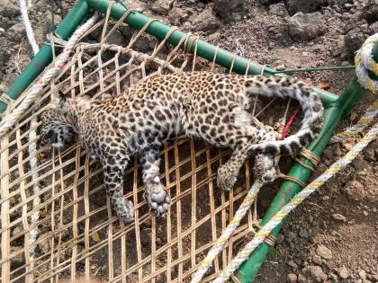  Cats fall into a well in Belu Shivar | बेलू शिवारात विहिरीत पडून बछड्याचा मृत्यू