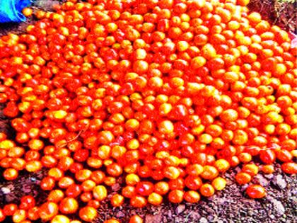 Tomatoes cost two kg! | टमाटे दोन रुपये किलो !