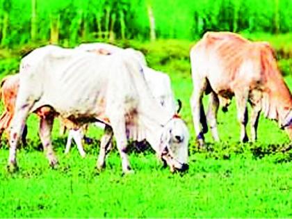 Fund of Rs. 47 lakhs for fodder production | वैरण उत्पादनाकरिता ४७ लाखांचा निधी