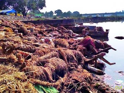 Pollution of Dham Basin | धाम नदीपात्राला प्रदूषणाचा विळखा