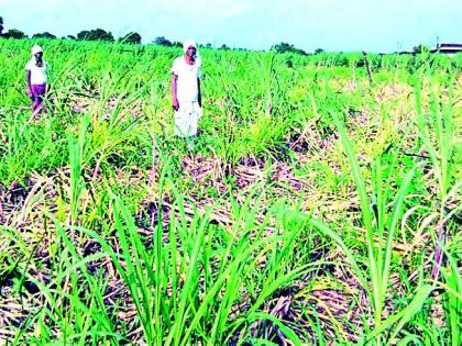 Two acres of cane padded with pigs | दोन एकर ऊस केला डुकरांनी फस्त