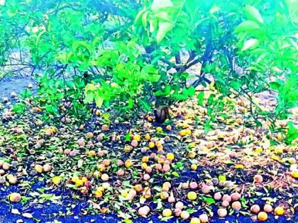 Ambia blossomed in 600 hectares | ६०० हेक्टरमधील आंबिया बहर गळाला