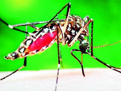 99 dengue positive detected in ten months in Koranaina | कोराेनायनातील दहा महिन्यांत सापडले 99 डेंग्यू पॉझिटिव्ह