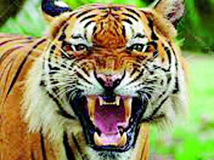 Leased tigers from the fields for two days | दोन दिवसांपासून पट्टेदार वाघांचा शेतात ठिय्या