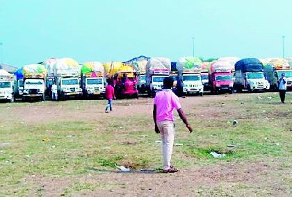 Cotton arrivals rise in market committee | बाजार समितीत कापसाची आवक वाढली