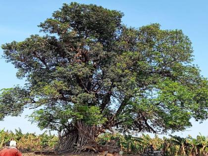 Unseasonal rains ended Gavran mangoes; Based on Madhya Pradesh, Andhra Pradesh, Gujarat | अवकाळी पावसाने गावरान आंब्याचा मेवा संपविला; मध्य प्रदेश, आंध्र प्रदेश, गुजरातवर भिस्त