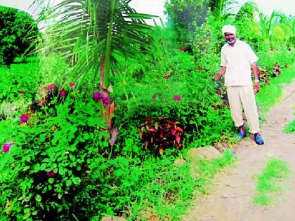 The hardworking farmer who earns money every day | रोज पैसे मिळविणारा सुकळीचा मेहनती शेतकरी