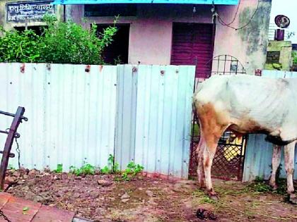 Encroachment of contractor in a smooth veterinarian | चिकणी पशुचिकित्सालयात कंत्राटदाराचे अतिक्रमण