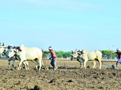 Kharif season in 7.28 lakh hectares | 7.28 लाख हेक्टरमध्ये खरीप हंगाम