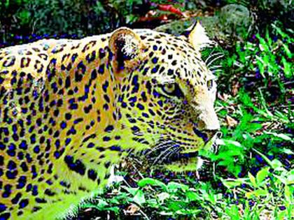 Leopard visits to VC bungalows, fear among security guards | कुलगुरू बंगल्यांकडे बिबट्याच्या फेऱ्या, सुरक्षारक्षकांमध्ये भीती