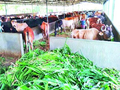  150 calves die every year in Nashik | नाशकात दरमहा १५० गायींचा टळतो मृत्यू !