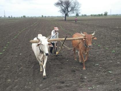 Rainfall slow down in Vidarbha; 38 talukas are just above average | वऱ्हाडात पावसाची उसंत; ३८ तालुके सरासरीच्या दूरच