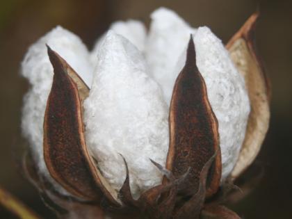 Due to diseased cotton, the laborers in the Chandrapur district suffer from skin diseases | रोगट कापसामुळे चंद्रपूर जिल्ह्यात मजुरांना त्वचा रोगाने ग्रासले