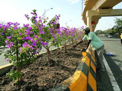 Transposing Nagpur; Planting of trees in an open space | ट्रान्स्फॉर्मिंग नागपूर; मोकळ्या जागेवर झाडांची लागवड