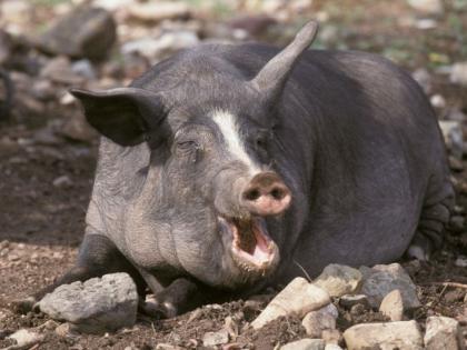 In the Bhandara district, Divyang Young fought against pig | भंडारा जिल्ह्यात दिव्यांग तरुणाने दिली रानडुकराशी झुंज