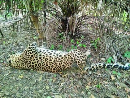 Leopard found dead in the forest area of ​​Saoner near Nagpur | नागपूरनजिक सावनेरच्या वनक्षेत्रात मृतावस्थेत आढळला बिबट्या