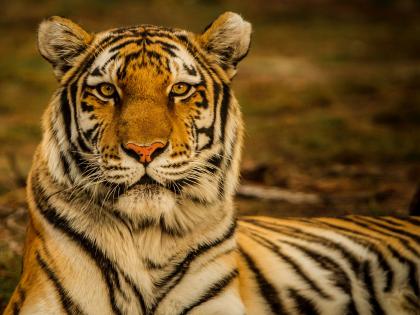 'Corridor' for Tigers in Vidarbha's eight districts | विदर्भातील आठ जिल्ह्यांत वाघांसाठी ‘कॉरिडॉर’