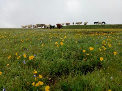 Masai Plateau declared Conservation Reserve, steps taken to protect biodiversity | मसाई पठार 'संवर्धन राखीव क्षेत्र' म्हणून घोषित, जैवविविधता संरक्षणासाठी उचलले पाऊल