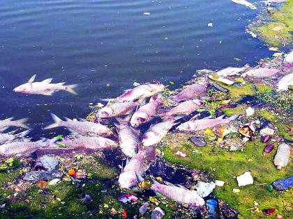 Thousands of fish die in Mirajet mine | मिरजेत खणीत हजारो मासे मृत्युमुखी