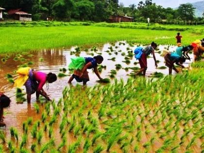 Four talukas still need rainfall | चार तालुक्यांना अजूनही पावसाची गरज