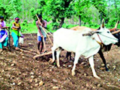 Sowing of 80 per cent, loan disbursement of only 21 per cent | पेरणी ८० टक्के, कर्जवाटप मात्र २१ टक्केच