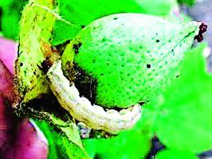 It can prevent the spread of bollworm; Management is important | बोंडअळीचा प्रादुर्भाव रोखणे शक्य; व्यवस्थापन महत्त्वाचे