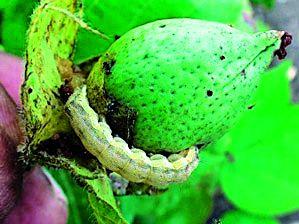 Need to take reimbursement of bond larvae, announcement should not be done | बोंड अळीची भरपाई, घोषणा नको कृती हवी