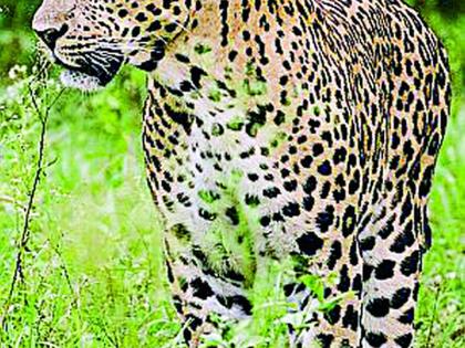 Leopard in the Baghapur area | बागापूर परिसरात बिबट्याचा वावर