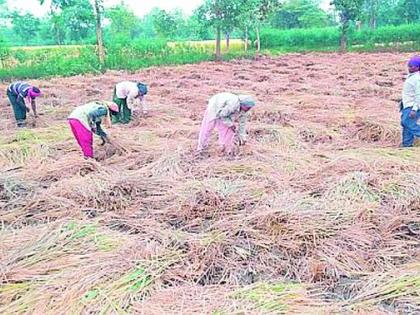 शेतात राबलो नाही तर रात्री चूल कशी पेटणार