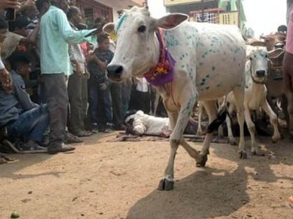 Two hundred cows ran over the body of 'that' cowherd; Unique Diwali tradition in Bhandara district | 'त्या' गुराख्याच्या अंगावरून धावत गेल्या तब्बल दोनशे गायी; भंडारा जिल्ह्यातील अनोखी दिवाळी परंपरा