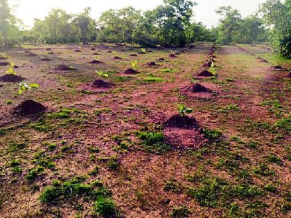 In the case of tree planting, the Chief Forester will investigate | वृक्ष लागवड प्रकरणात मुख्य वनसंरक्षक चौकशी करणार