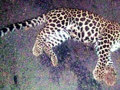 Leopard calf killed in vehicle collision | वाहनाच्या धडकेत बिबटाचा बछडा ठार