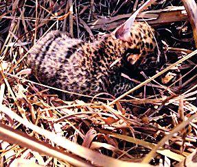 On the third day the female hawk did not turn upside down again | तिसऱ्या दिवशीही मादी बिबट फिरकलीच नाही