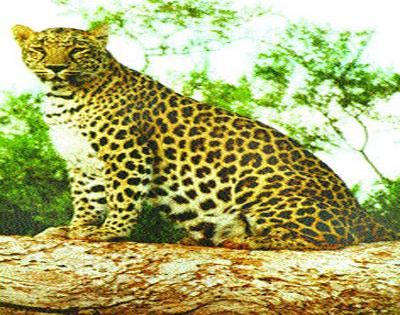 Already in leakage of leopard | आधीच बिबट्याची दहशत त्यात भारनियमन