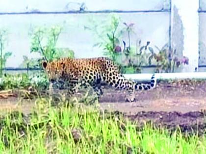 Leopard panic among farmers; Back to the field! | शेतकऱ्यांत बिबट्याची दहशत; शेताकडे फिरविली पाठ!