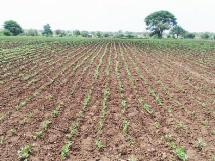 11% deficit in rainfall in Buldana district; The crisis of double sowing is dark | बुलडाणा जिल्ह्यात पावसाची ११ टक्के तुट; दुबार पेरणीचे संकट गडद